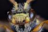 Nomada marshamella